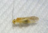 Valenzuela flavidus; Lizard Barklouse species