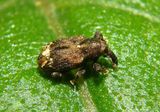 Plocetes ulmi; Leguminous Seed Weevil species