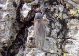 Orbellia barbata; Heleomyzid Fly species 