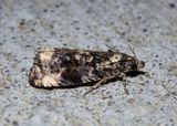 2737 - Endothenia affiliana; Tortricid Moth species 