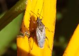 Xyonysius californicus; California False Chinch Bug