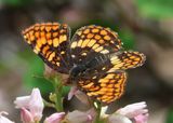 Chlosyne hoffmanni; Hoffmanns Checkerspot