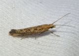 2366 - Plutella xylostella; Diamondback Moth
