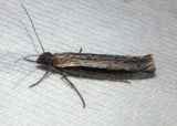 2381 - Ypsolopha flavistrigella; Ermine Moth species