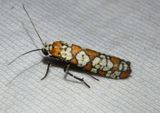 2401 - Atteva aurea; Ailanthus Webworm Moth