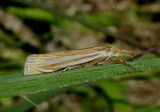 5378 - Crambus laqueatellus; Eastern Grass-veneer
