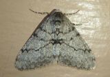6660 - Phigalia strigataria; Small Phigalia; male