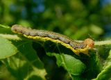 6665 - Erannis tiliaria; Linden Looper