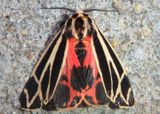 8171 - Apantesis nais; Nais Tiger Moth