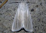 9280 - Acronicta insularis; Cattail Caterpillar Moth
