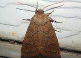 10502 - Kocakina fidelis; Intractable Quaker