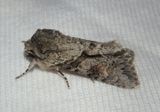 10518 - Achatia distincta; Distinct Quaker