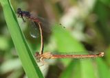 Amphiagrion intermediate; Red Damsel pair