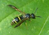 Ancistrocerus adiabatus; Mason Wasp species