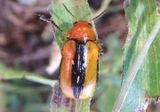 Anomoea laticlavia; Clay-colored Leaf Beetle