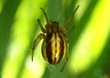 Araneus pratensis; Orb Weaver species