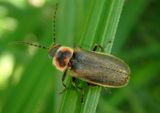 Atalantycha dentigera; Soldier Beetle species