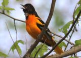 Baltimore Oriole; male