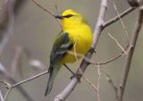 Blue-winged Warbler 
