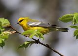Blue-winged Warbler 