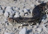 Bullsnake