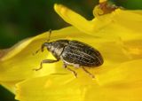 Centrinopus helvinus; Flower Weevil species