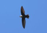 Chimney Swift 