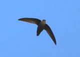Chimney Swift 