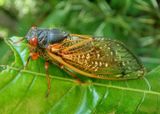 Magicicada cassinii complex; Cassins Periodical Cicada