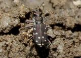 Cicindela duodecimguttata; Twelve-spotted Tiger Beetle