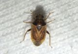 Dagbertus Plant Bug species