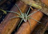 Dolomedes triton; Six-spotted Fishing Spider