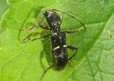 Euderces picipes; Long-horned Beetle species