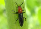Languria mozardi; Clover Stem Borer
