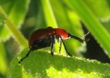 Merhynchites bicolor; Rose Curculio