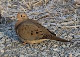 Mourning Dove