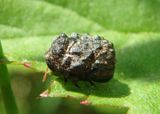 Neochlamisus Warty Leaf Beetle species 