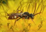 Nomada ruficornis complex; Cuckoo Bee species; male 
