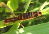 Photinus Firefly species pair