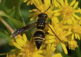 Ancistrocerus campestris; Mason Wasp species