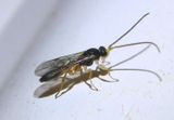 Metopiinae Ichneumon Wasp species; male