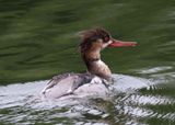 Red-breasted Merganser; young male