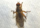 Scathophaga furcata; Dung Fly species