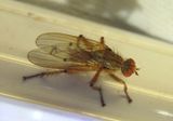 Scathophaga furcata; Dung Fly species