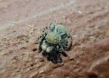 Talavera minuta; Jumping Spider species