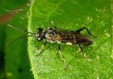 Tenthredinidae Common Sawfly species