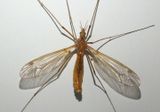 Tipula Large Crane Fly species; male
