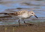 White-rumped Sandpiper