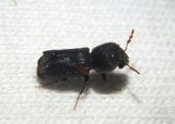 Xylobiops basilaris; Red-shouldered Bostrichid
