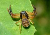 Xysticus texanus; Crab Spider species